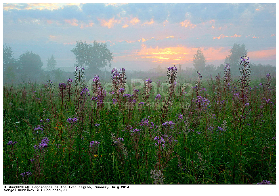 �������� �������, ���� �����, ������� ������ ������, ����, ����, 2014, ����, ������, ���, �������, ������, ����, ����, �����, ��������, �����, ��������, �������, ������, ����-���, ������,, ������ ��������, �����, ���������� ��������, ������������ ��������, ������������ ��������, ������, �����, XYZ, ���������, ���������, ������������, Onagraceae, ����-��� �����������, ����-��� ������������, ������ �����������, �������� �����������, Chamaenerion angustifolium, Chamerion angustifolium, Epilobium angustifolium