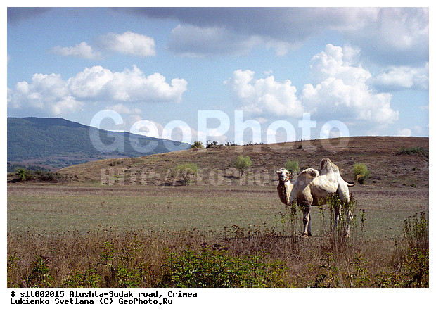 ����, �������, ����, ������, ������, ����, �����, �����, ��������, ��������, �������������, �������������, �����, �����, XYZ, �����������, Camelidae, ��������� �������, ��������, Camelus bactrianus