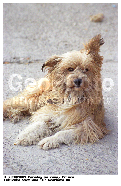 Canidae, Canis familiaris, ������, ��������, ������, ������, ��������, ��������, �������������, �������������, �����, �����, �������, ������, XYZ, ������, �������, ������, Canidae, ������, Canis lupus familiaris, Canis familiaris