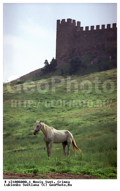 ����, �����, �����, ���������� ��������, ����, ��������, ����, ������, �����, �������������, ��������, ��������, �������������, �������������, �����, �����, XYZ, ���������, Equidae, �������� ������, Equus ferus caballus