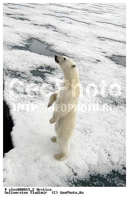 Thalarctos maritimus, �������, ����� �������, ����, ���, ������, �������, ����, �����, ������, �������������, �����, �����, XYZ, ��������, Ursidae, ����� �������, �������� �������, �������� �������, ������� �������, �����, Ursus maritimus