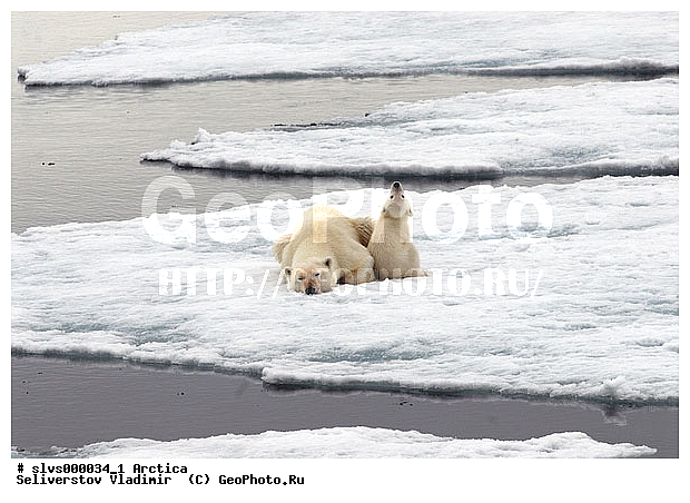 Thalarctos maritimus, �������, ����� �������, ����, ���, ������, �������, ����, �����, ������, �������������, �����, �����, XYZ, ��������, Ursidae, ����� �������, �������� �������, �������� �������, ������� �������, �����, Ursus maritimus