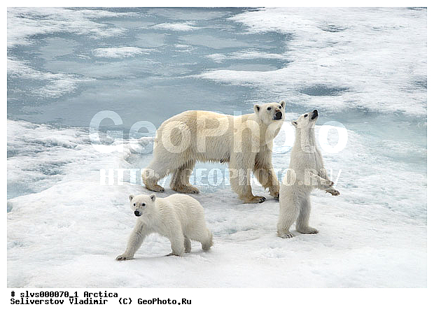 Thalarctos maritimus, �������, ����� �������, ����, ���, ������, �������, ����, �����, ������, �������������, �����, �����, XYZ, ��������, Ursidae, ����� �������, �������� �������, �������� �������, ������� �������, �����, Ursus maritimus