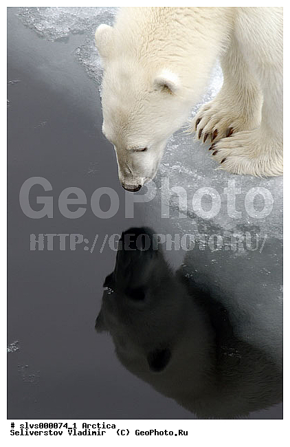Thalarctos maritimus, �������, ����� �������, ����, ���, ������, �������, ����, �����, ������, �������������, �����, �����, XYZ, ��������, Ursidae, ����� �������, �������� �������, �������� �������, ������� �������, �����, Ursus maritimus