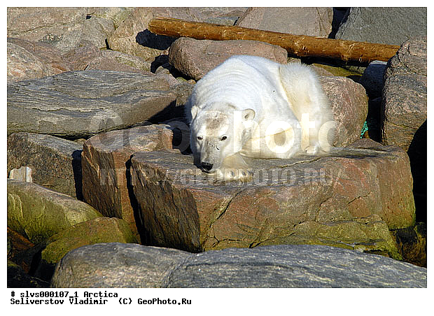 Thalarctos maritimus, �������, ����� �������, ����, ���, ������, �������, ����, �����, ������, �������������, �����, �����, XYZ, ��������, Ursidae, ����� �������, �������� �������, �������� �������, ������� �������, �����, Ursus maritimus