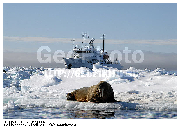 �������, ����, ���, ������, ����, ����, �����, �����, ������, ������� �������������, ������� �������������, ������� �����, XYZ, ��������, Odobenidae, ����, Odobenus rosmarus, ������� �������������, ������� �������������, ������� �����, XYZ, ��������, Odobenidae, ����, Odobenus rosmarus