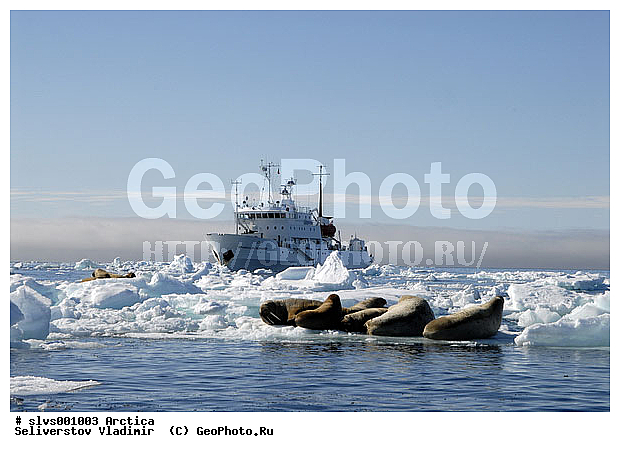 �������, ����, ���, ������, ����, ����, �����, �����, ������, ������� �������������, ������� �������������, ������� �����, XYZ, ��������, Odobenidae, ����, Odobenus rosmarus, ������� �������������, ������� �������������, ������� �����, XYZ, ��������, Odobenidae, ����, Odobenus rosmarus