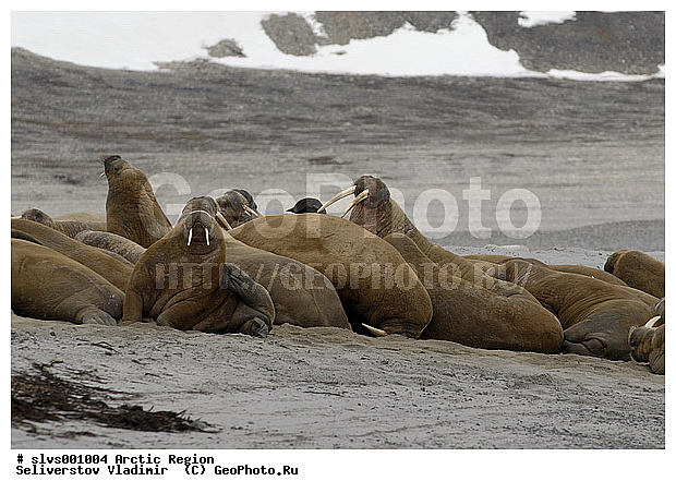 �������, ��������, ����������, �������������, ����, ������� �������������, ������� �������������, ������� �����, XYZ, ��������, Odobenidae, ����, Odobenus rosmarus, ������� �������������, ������� �������������, ������� �����, XYZ, ��������, Odobenidae, ����, Odobenus rosmarus