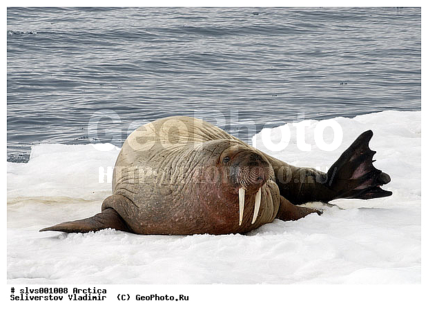 �������, ����, ���, ������, ����, ����, �����, �����, ������, ������� �������������, ������� �������������, ������� �����, XYZ, ��������, Odobenidae, ����, Odobenus rosmarus, ������� �������������, ������� �������������, ������� �����, XYZ, ��������, Odobenidae, ����, Odobenus rosmarus