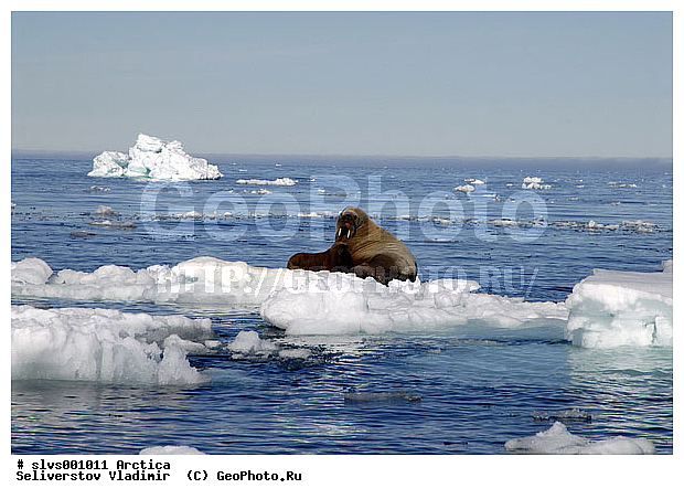 �������, ����, ���, ������, ����, ����, �����, �����, ������, ������� �������������, ������� �������������, ������� �����, XYZ, ��������, Odobenidae, ����, Odobenus rosmarus, ������� �������������, ������� �������������, ������� �����, XYZ, ��������, Odobenidae, ����, Odobenus rosmarus