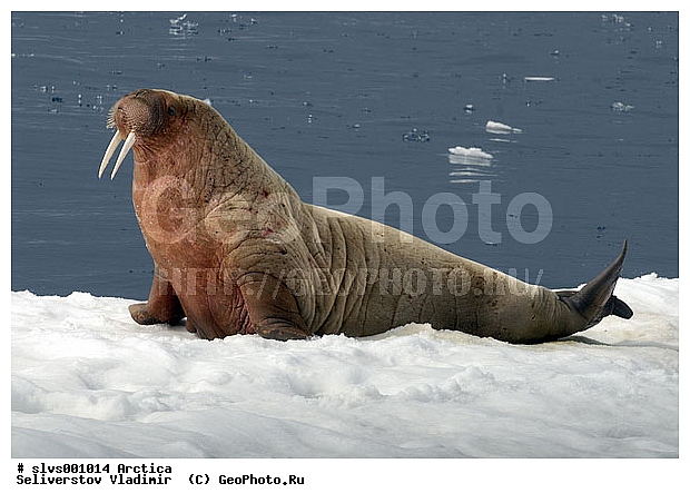 �������, ����, ���, ������, ����, ����, �����, �����, ������, ������� �������������, ������� �������������, ������� �����, XYZ, ��������, Odobenidae, ����, Odobenus rosmarus, ������� �������������, ������� �������������, ������� �����, XYZ, ��������, Odobenidae, ����, Odobenus rosmarus