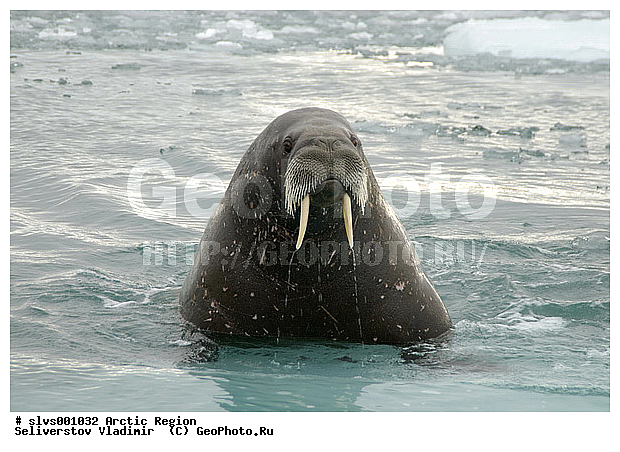 �������, ��������, ����������, �������������, ����, ������� �������������, ������� �������������, ������� �����, XYZ, ��������, Odobenidae, ����, Odobenus rosmarus, ������� �������������, ������� �������������, ������� �����, XYZ, ��������, Odobenidae, ����, Odobenus rosmarus