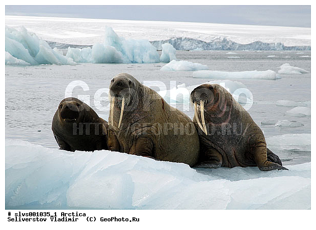 �������, ����, ���, ������, ����, ����, �����, �����, ������, ������� �������������, ������� �������������, ������� �����, XYZ, ��������, Odobenidae, ����, Odobenus rosmarus, ������� �������������, ������� �������������, ������� �����, XYZ, ��������, Odobenidae, ����, Odobenus rosmarus