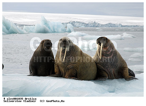 �������, ����, ���, ������, ����, ����, �����, �����, ������, ������� �������������, ������� �������������, ������� �����, XYZ, ��������, Odobenidae, ����, Odobenus rosmarus, ������� �������������, ������� �������������, ������� �����, XYZ, ��������, Odobenidae, ����, Odobenus rosmarus