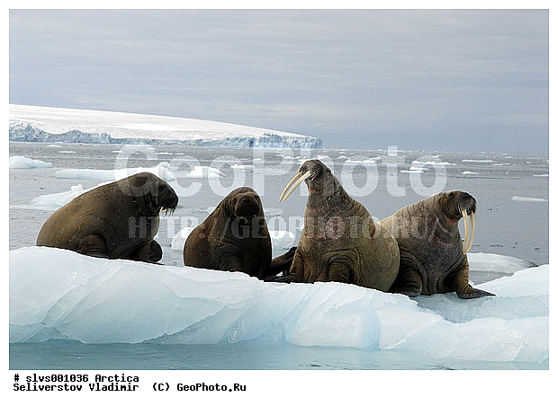 �������, ����, ���, ������, ����, ����, �����, �����, ������, ������� �������������, ������� �������������, ������� �����, XYZ, ��������, Odobenidae, ����, Odobenus rosmarus, ������� �������������, ������� �������������, ������� �����, XYZ, ��������, Odobenidae, ����, Odobenus rosmarus