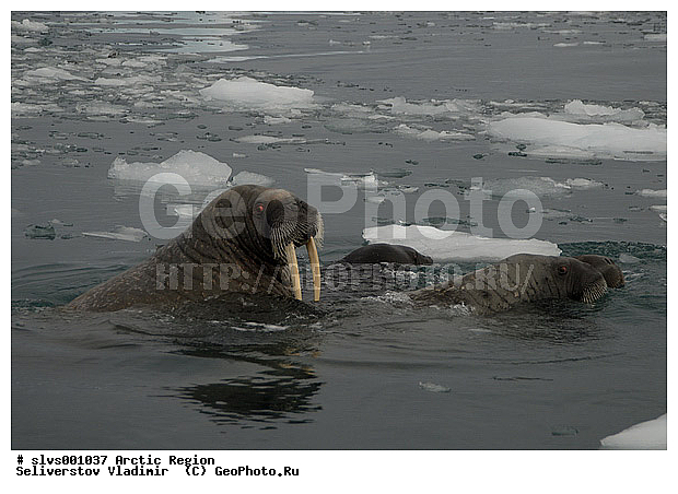 �������, ��������, ����������, �������������, ����, ������� �������������, ������� �������������, ������� �����, XYZ, ��������, Odobenidae, ����, Odobenus rosmarus, ������� �������������, ������� �������������, ������� �����, XYZ, ��������, Odobenidae, ����, Odobenus rosmarus