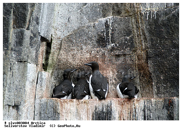 �������, ����� ������ ������, �������, ����, ���, ������, ����, �����, ������, �����, ������� �����, ������� �����, �����, XYZ, ����� ������-������, ����� ������ ������, ������ �����, �������, ����������, Alcidae, ������������ �����, ������������� �����, Uria lomvia