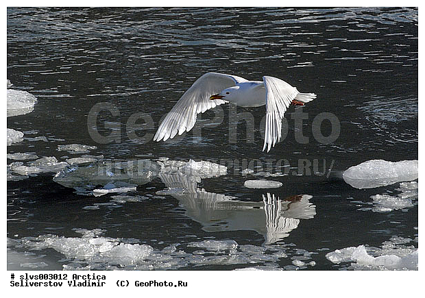 �������, ����� ������ ������, �������, ����, ���, ������, ����, �����, ������, �����, ������� �����, ������� �����, �����, XYZ, ����� ������-������, ����� ������ ������, ��������, Laridae, ����������, Larus hyperboreus