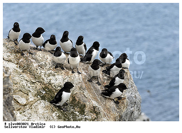 �������, ����� ������ ������, �������, ����, ���, ������, ����, �����, ������, �����, ������� �����, ������� �����, �����, XYZ, ����� ������-������, ����� ������ ������, ������ �����, �������, ����������, Alcidae, �����, ����� �������, Alle alle, Plautus alle