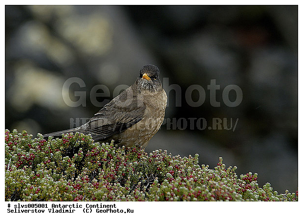 ����������, ��������, �����, �����, �����, XYZ, ���������, Turdidae, ���������� �����, Turdus falcklandii? ������������� �����