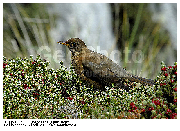 ����������, ��������, �����, �����, �����, XYZ, ���������, Turdidae, ���������� �����, Turdus falcklandii? ������������� �����