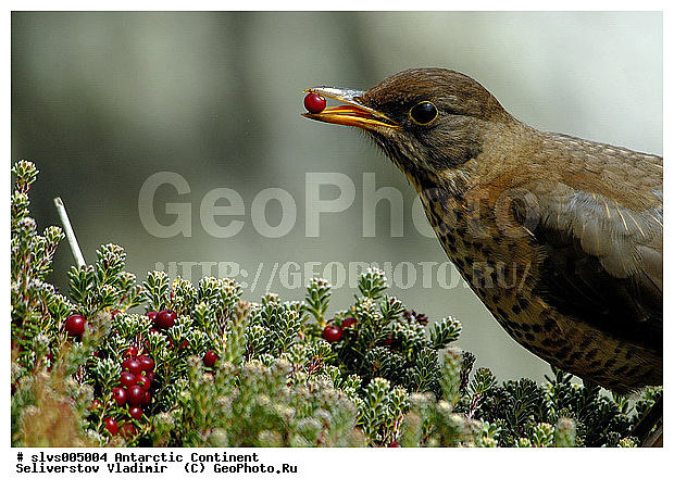 ����������, ��������, �����, �����, �����, XYZ, ���������, Turdidae, ���������� �����, Turdus falcklandii? ������������� �����