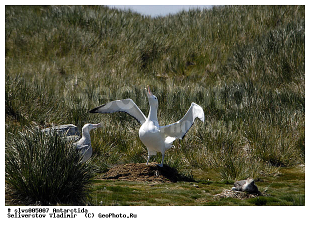 ����������, ��������, �����, ������� �����, ������� �����, XYZ, �������������, Diomedeidae, ������������� ���������, Diomedea exulans