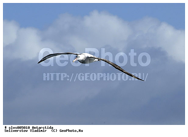 ����������, ��������, �����, ������� �����, ������� �����, XYZ, �������������, Diomedeidae, ������������� ���������, Diomedea exulans