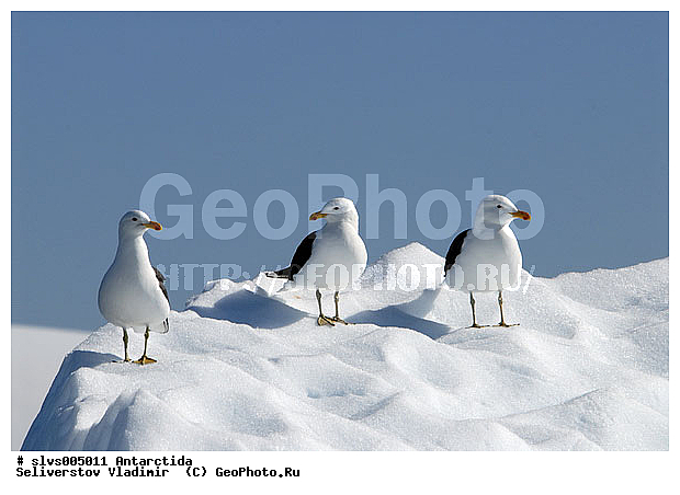 ����������, ��������, �����, ������� �����, ������� �����, XYZ, ��������, Laridae, ������������� �����, Larus dominicanus