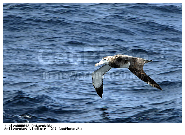 ����������, ��������, �����, ������� �����, ������� �����, XYZ, �������������, Diomedeidae, ������������� ���������, Diomedea exulans