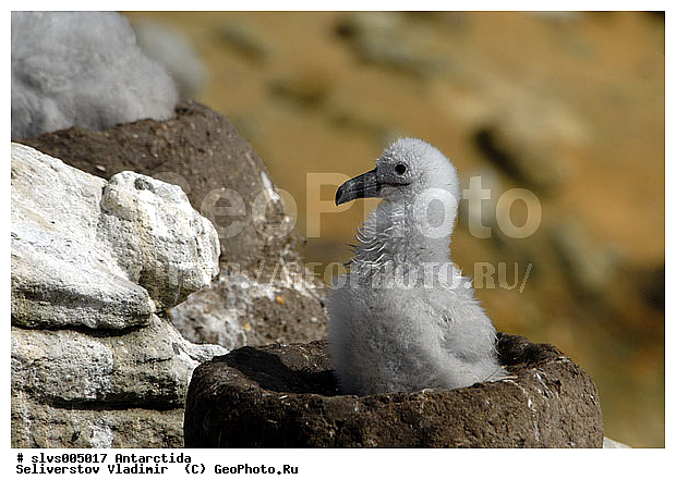 ����������, ��������, �����, ������� �����, ������� �����, XYZ, �������������, Diomedeidae, ����������� ���������, Thalassarche melanophris, Thalassarche melanophrys, Diomedea melanophris