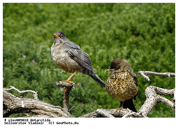 ����������, ��������, �����, �����, �����, XYZ, ���������, Turdidae, ���������� �����, Turdus falcklandii? ������������� �����