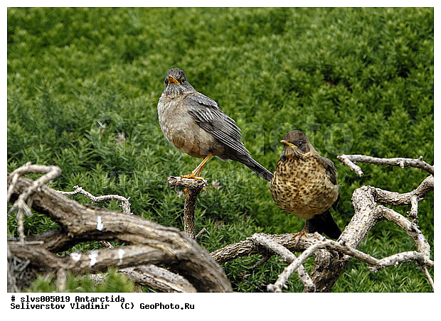 ����������, ��������, �����, �����, �����, XYZ, ���������, Turdidae, ���������� �����, Turdus falcklandii? ������������� �����