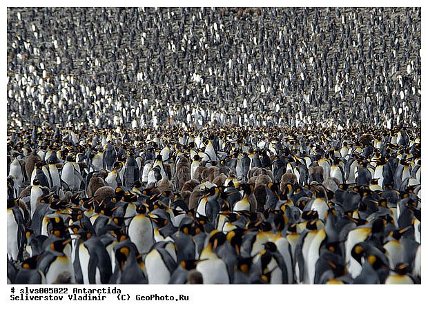 ����������, ��������, �����, ����������� �������, Aptenodytes patagonicus, �����������, ��������, Spheniscidae,������� ����� �������, XYZ