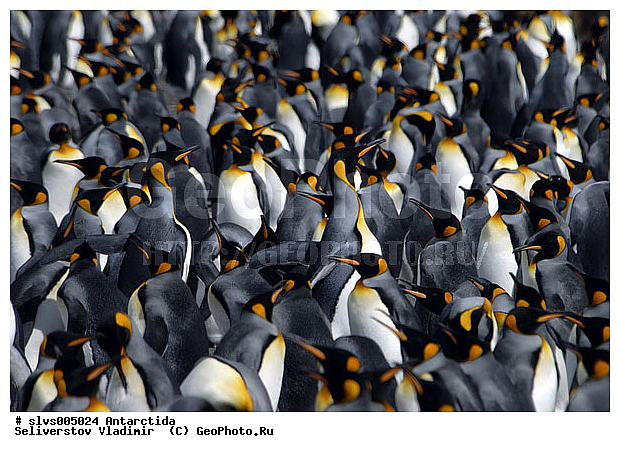 ����������, ��������, �����, ����������� �������, Aptenodytes patagonicus, �����������, ��������, Spheniscidae,������� ����� �������, XYZ