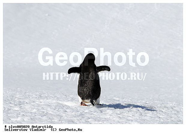 ����������, ��������, �����, ������� �����, ������� �����, Antarctic, XYZ, �����������, ��������, Spheniscidae, ������� �����, Pygoscelis adeliae