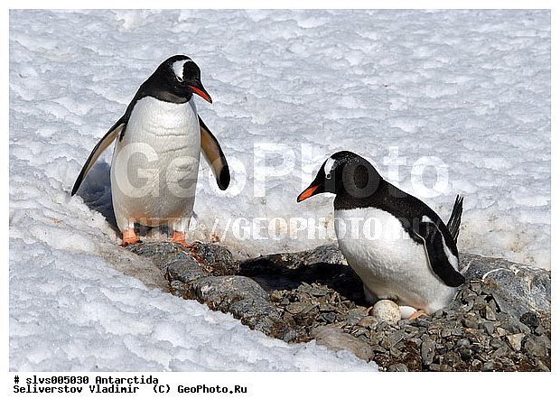 ����������, ��������, �����, ������� �����, ������� �����, Antarctic, XYZ, �����������, ��������, Spheniscidae, ����������������� �������, ���������� �������, Pygoscelis papua