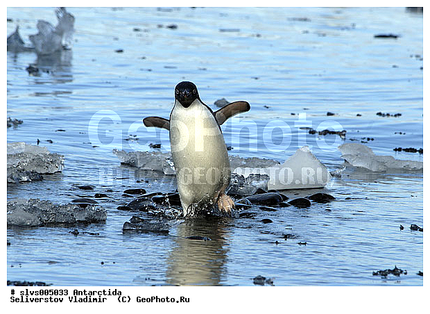 ����������, ��������, �����, ������� �����, ������� �����, Antarctic, XYZ, �����������, ��������, Spheniscidae, ������� �����, Pygoscelis adeliae