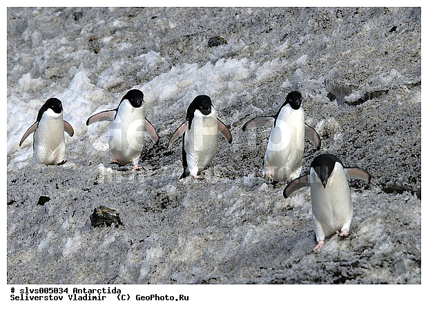 ����������, ������, ����, ����, ��������, �����, ���������, ������� �����, ������� �����, Antarctic, XYZ, �����������, ��������, Spheniscidae, ������� �����, Pygoscelis adeliae