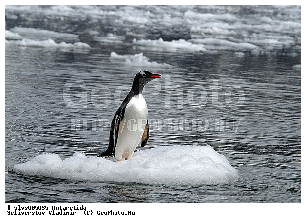 ����������, ��������, �����, ������� �����, ������� �����, Antarctic, XYZ, �����������, ��������, Spheniscidae, ����������������� �������, ���������� �������, Pygoscelis papua