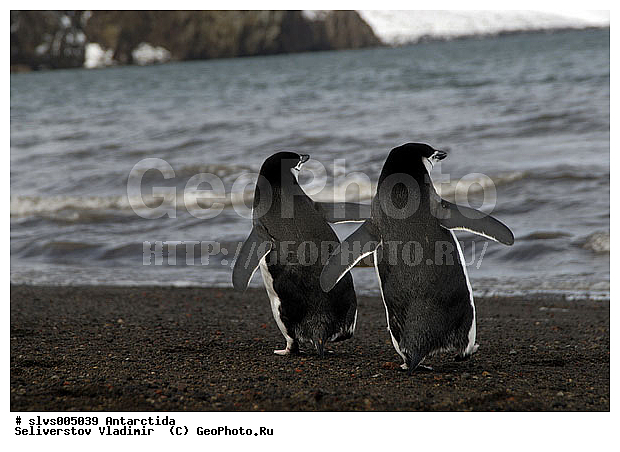 ����������, ��������, �����, ������� �����, ������� �����, Antarctic, XYZ, �����������, ��������, Spheniscidae, �������������� �������, Pygoscelis antarctica