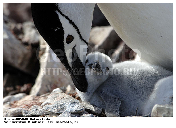 ����������, ��������, �����, ������� �����, ������� �����, Antarctic, XYZ, �����������, ��������, Spheniscidae, �������������� �������, Pygoscelis antarctica