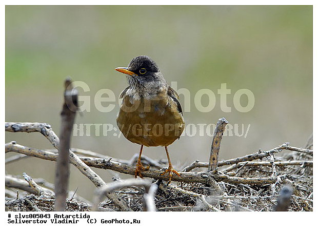 ����������, ��������, �����, �����, �����, XYZ, ���������, Turdidae, ���������� �����, Turdus falcklandii? ������������� �����