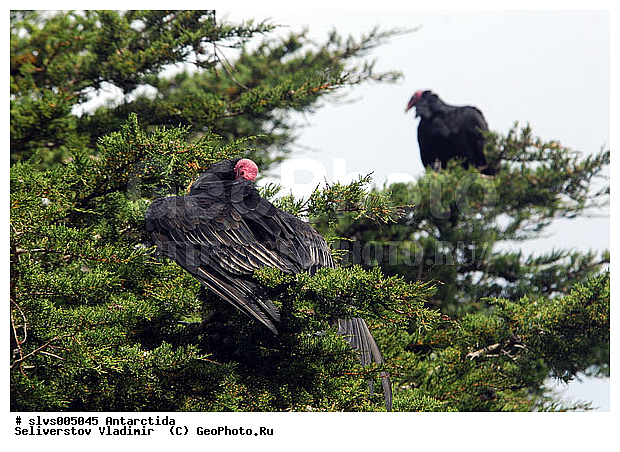 ����������, ��������, �����, ������ �����, ������ �����, XYZ, ������������ �����, Cathartidae, ����-�������, Cathartes aura