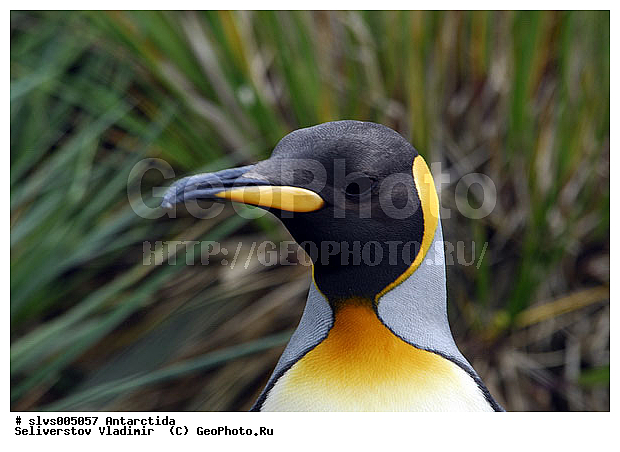 ����������, ��������, �����, ����������� �������, Aptenodytes patagonicus, �����������, ��������, Spheniscidae,������� ����� �������, XYZ