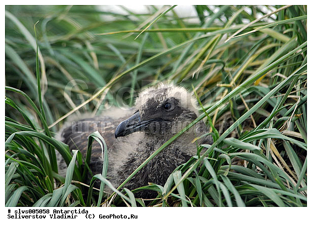 ����������, ��������, �����