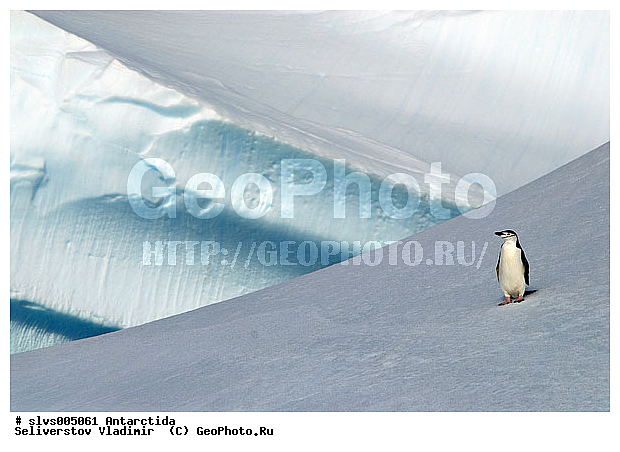 ������� �����, ������� �����, Antarctic, XYZ, �����������, ��������, Spheniscidae, �������������� �������, Pygoscelis antarctica