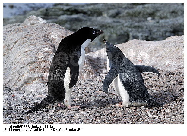 ����������, ��������, �����, ������� �����, ������� �����, Antarctic, XYZ, �����������, ��������, Spheniscidae, ������� �����, Pygoscelis adeliae