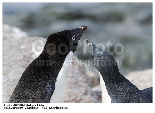 ����������, ��������, �����, ������� �����, ������� �����, Antarctic, XYZ, �����������, ��������, Spheniscidae, ������� �����, Pygoscelis adeliae