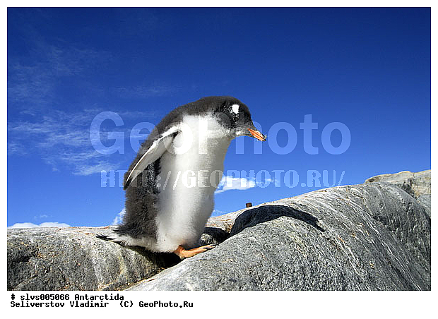 ����������, ��������, �����, ������� �����, ������� �����, Antarctic, XYZ, �����������, ��������, Spheniscidae, ����������������� �������, ���������� �������, Pygoscelis papua